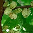 Organic Mulberry Leaf - Natural Blood Sugar Control Ingredient in Sugar Balance